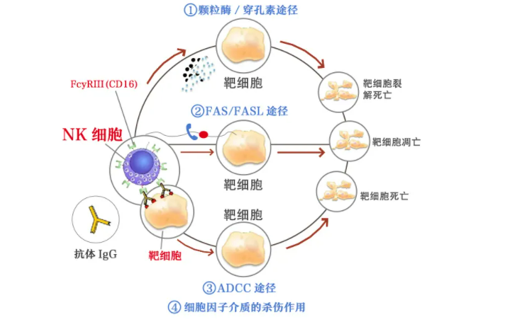 应对新冠病毒，NK细胞帮你度过难关